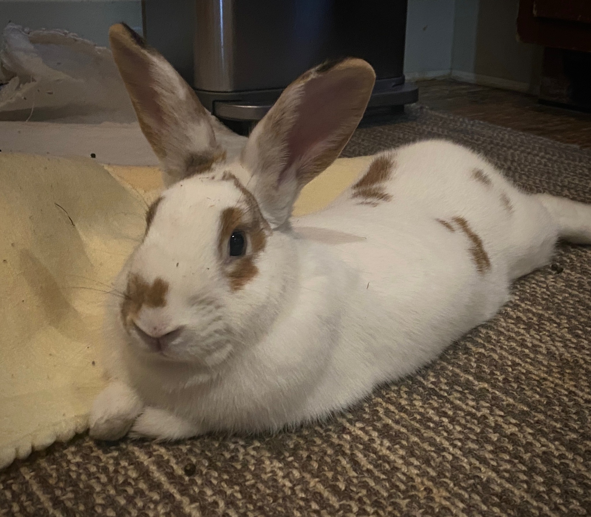 Long Island Rabbit... - Long Island Rabbit Rescue Group