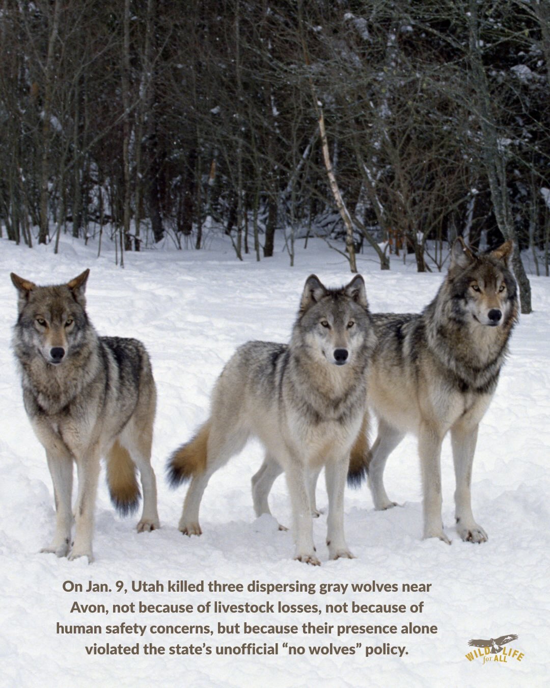 Wildlife for All added a new photo. - Wildlife for All