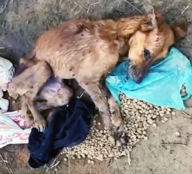 Rottweiler - The poor dog had been neglected her entire life, knowing ...