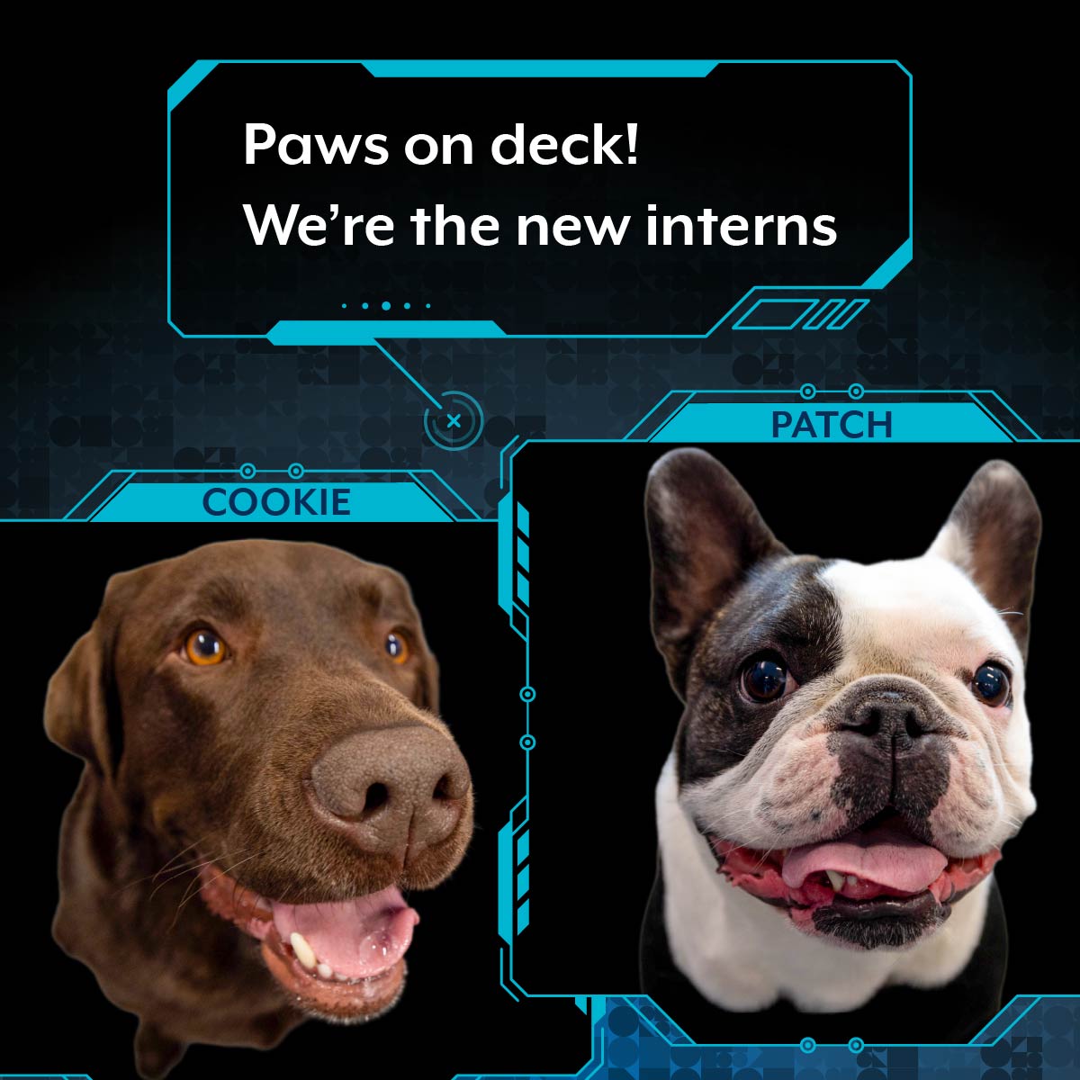 Meet our new interns,... - Australian Signals Directorate | Facebook