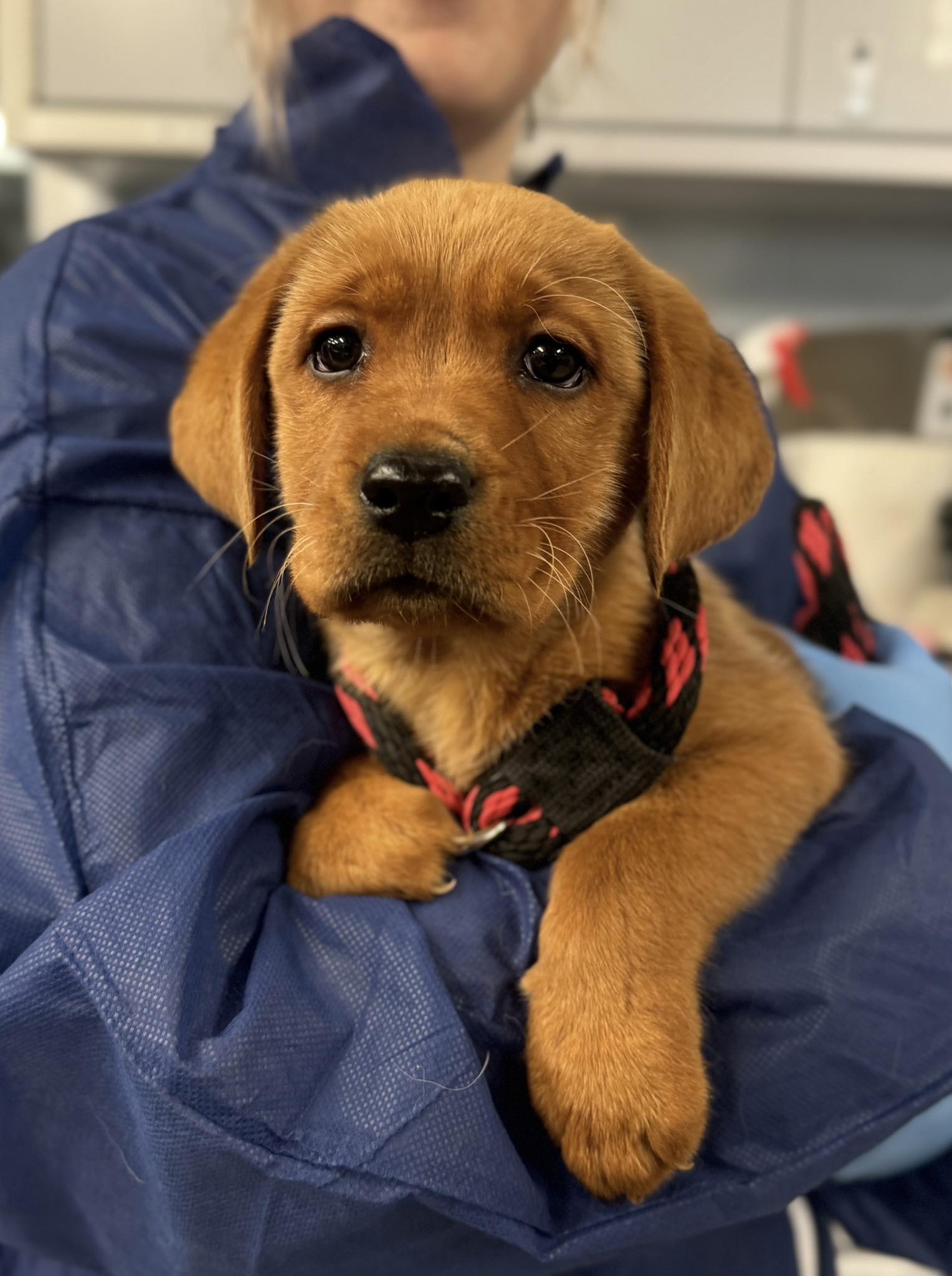 Pennsylvania - *update: adopted!* ‼️PUPPY ALERT‼️ Our Philadelphia ...