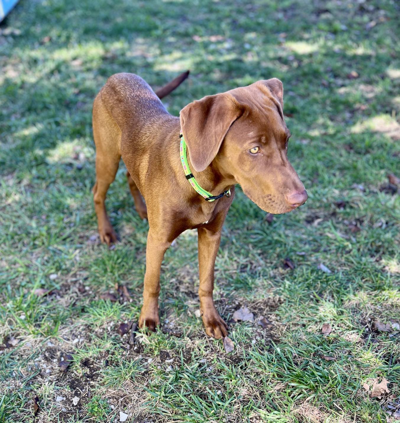 Paws - Millie 6 month old chocolate lab mix female higher energy needs ...