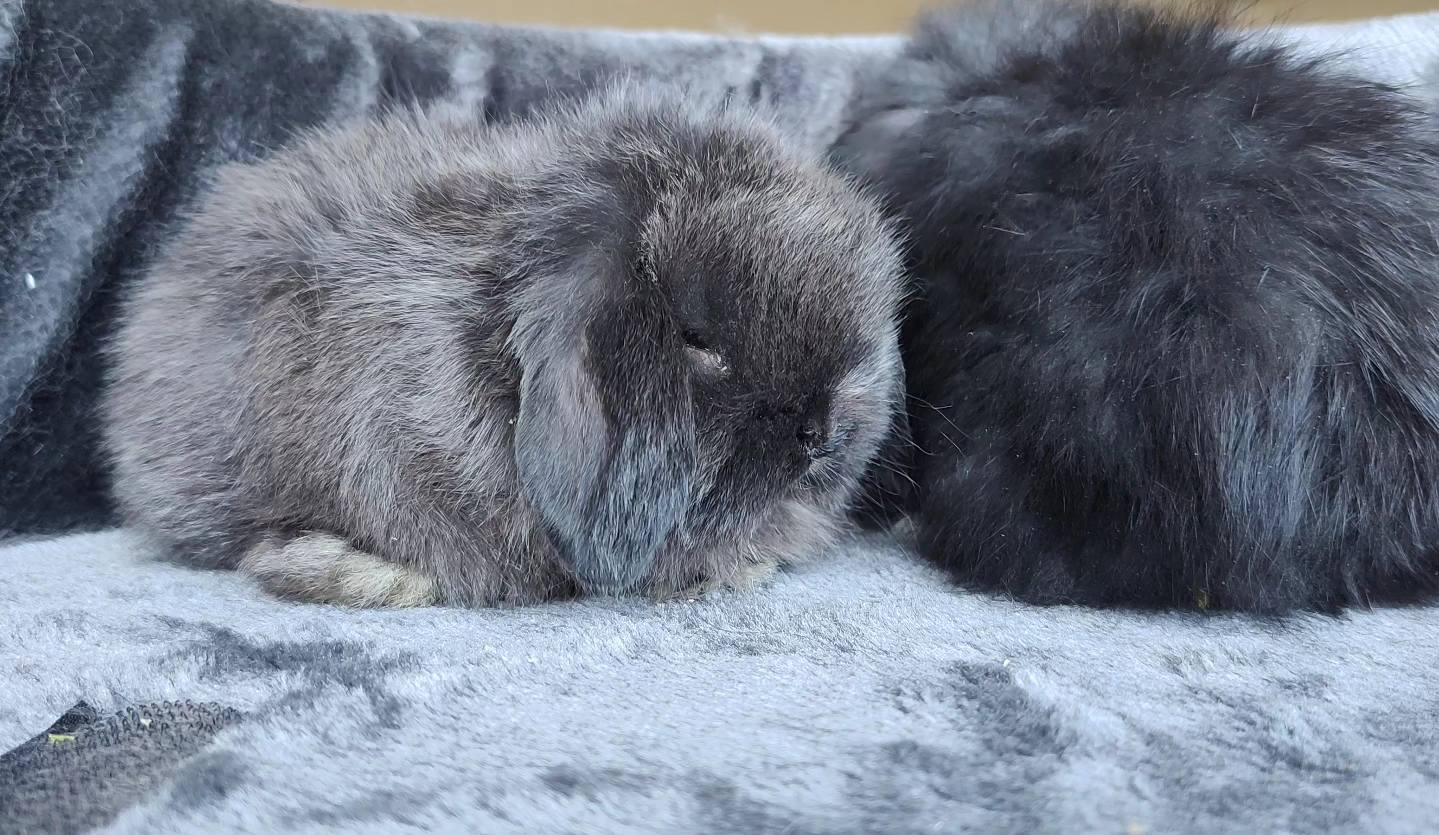 ALBA rabbit stud