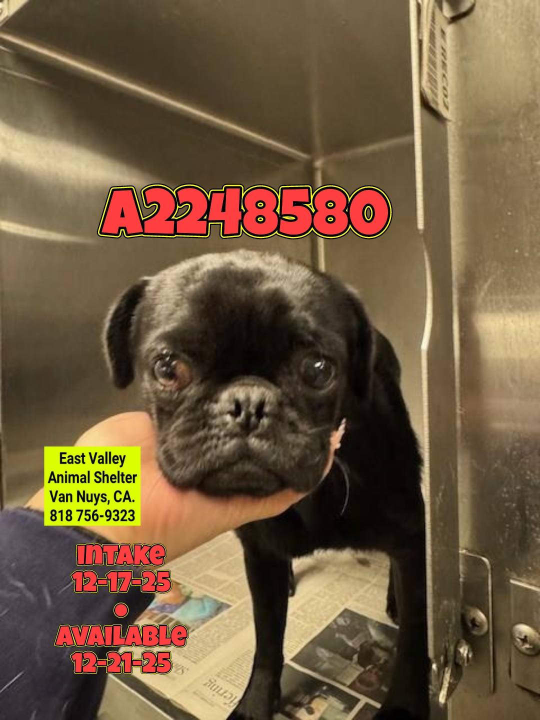 Saving - 🟦🟨🟪🟧No Longer Listed🟧🟪🟨🟦 12/22/25 Pongo ️‍🩹Major Medical ️‍🩹 # ...
