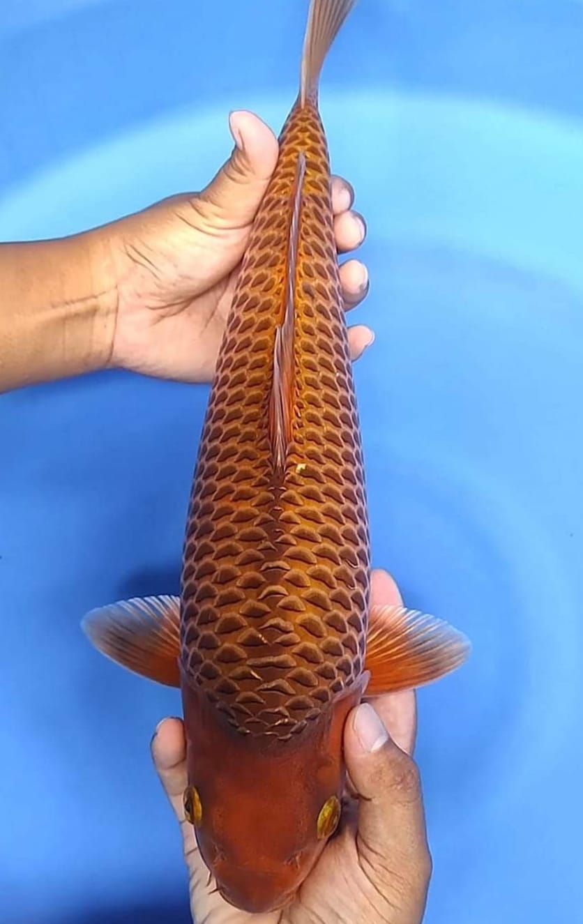 Chagoi koi with unique fukurin and 3D skin effect