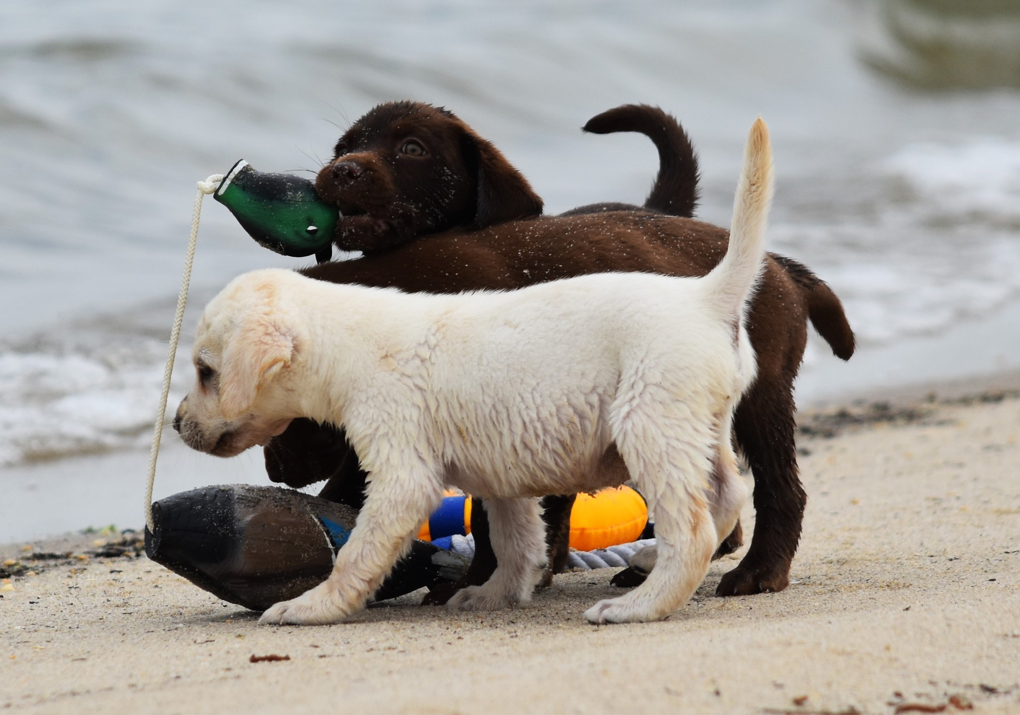 Blue Ridge Lane... - Blue Ridge Lane Labrador Retrievers