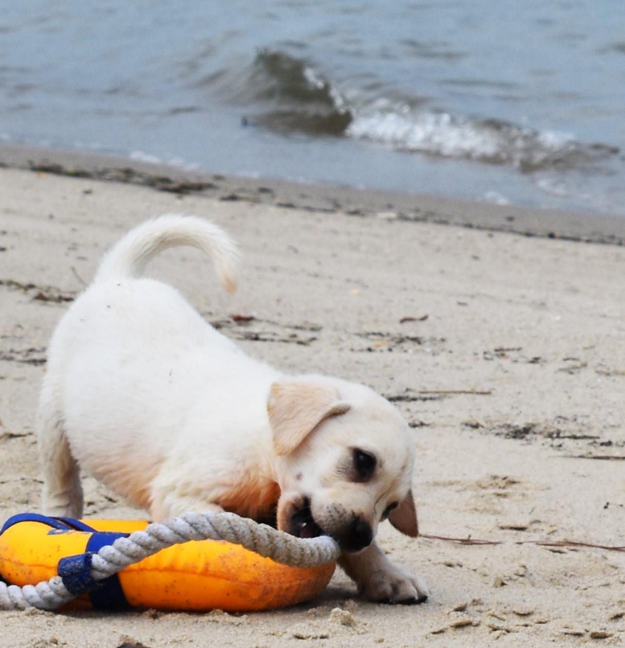 Blue Ridge Lane... - Blue Ridge Lane Labrador Retrievers