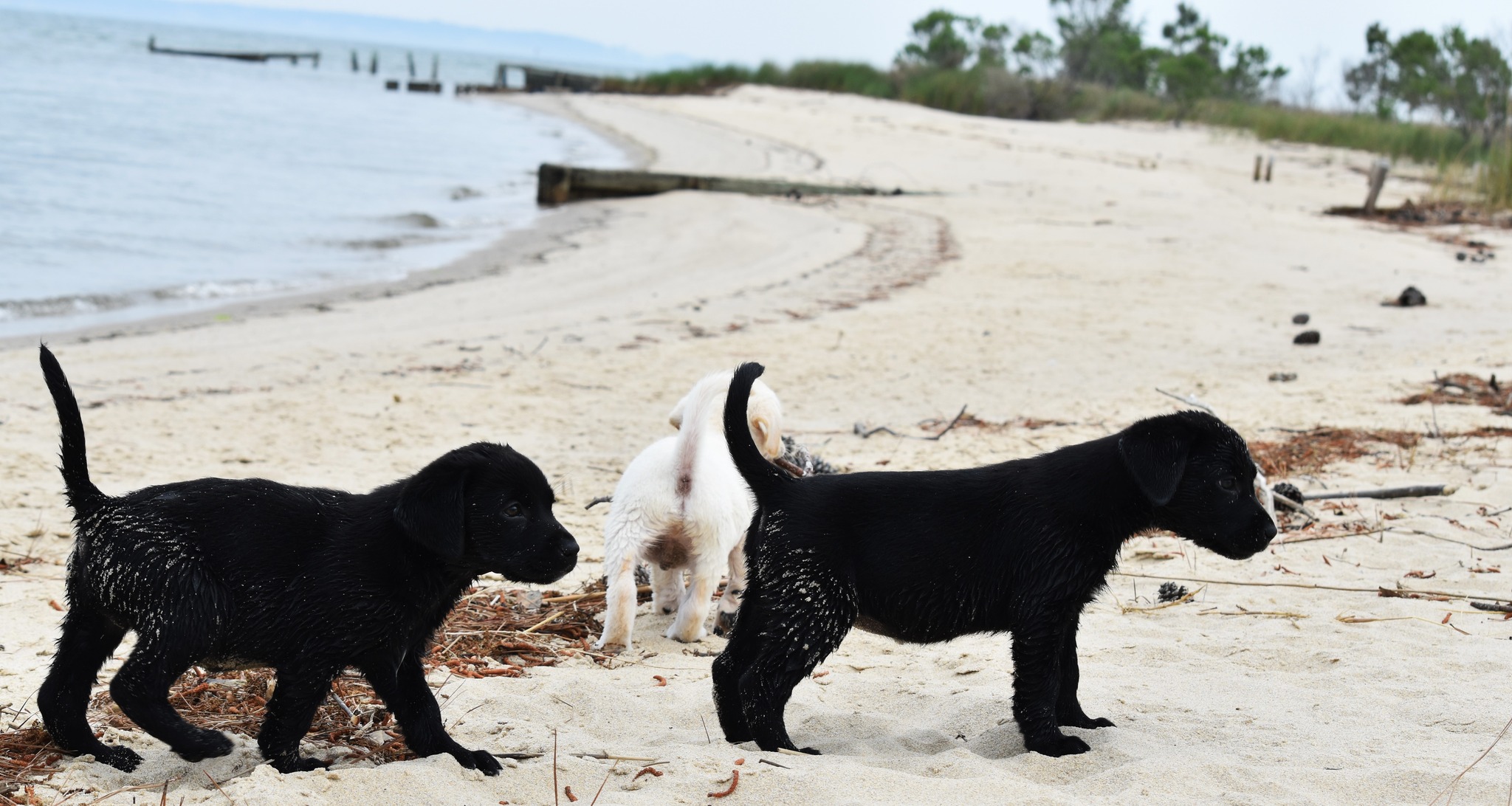 Blue Ridge Lane... - Blue Ridge Lane Labrador Retrievers