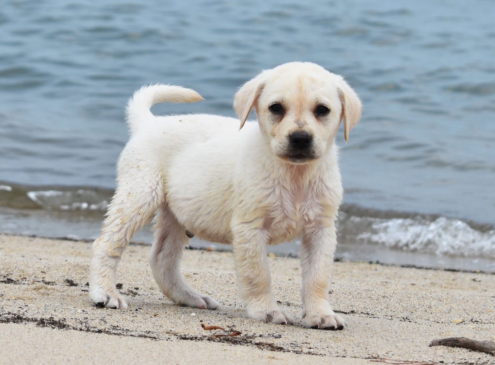 Blue Ridge Lane... - Blue Ridge Lane Labrador Retrievers