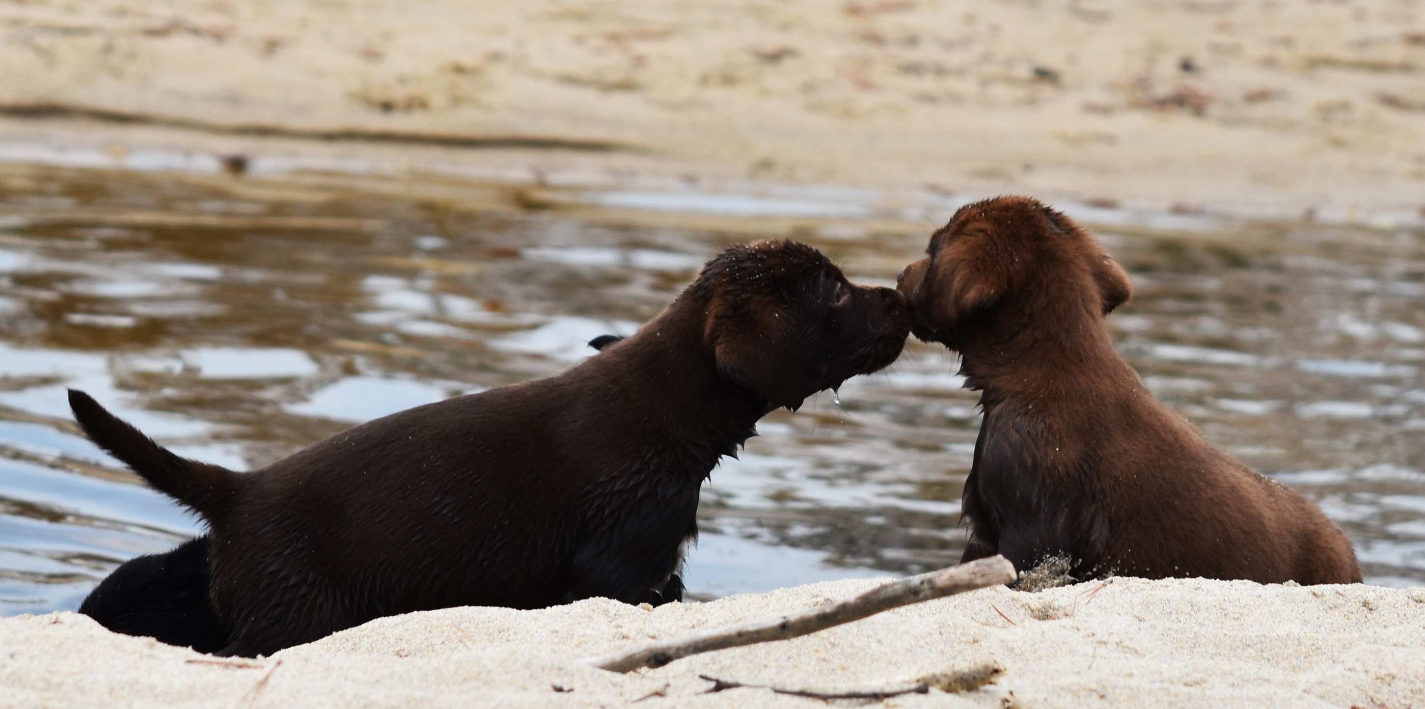 Blue Ridge Lane... - Blue Ridge Lane Labrador Retrievers