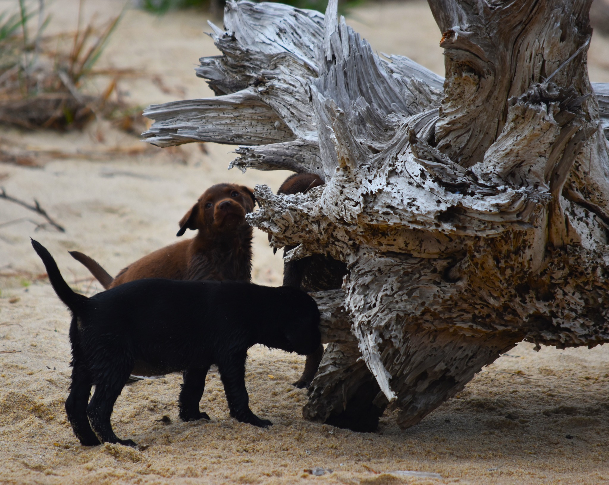 Blue Ridge Lane... - Blue Ridge Lane Labrador Retrievers