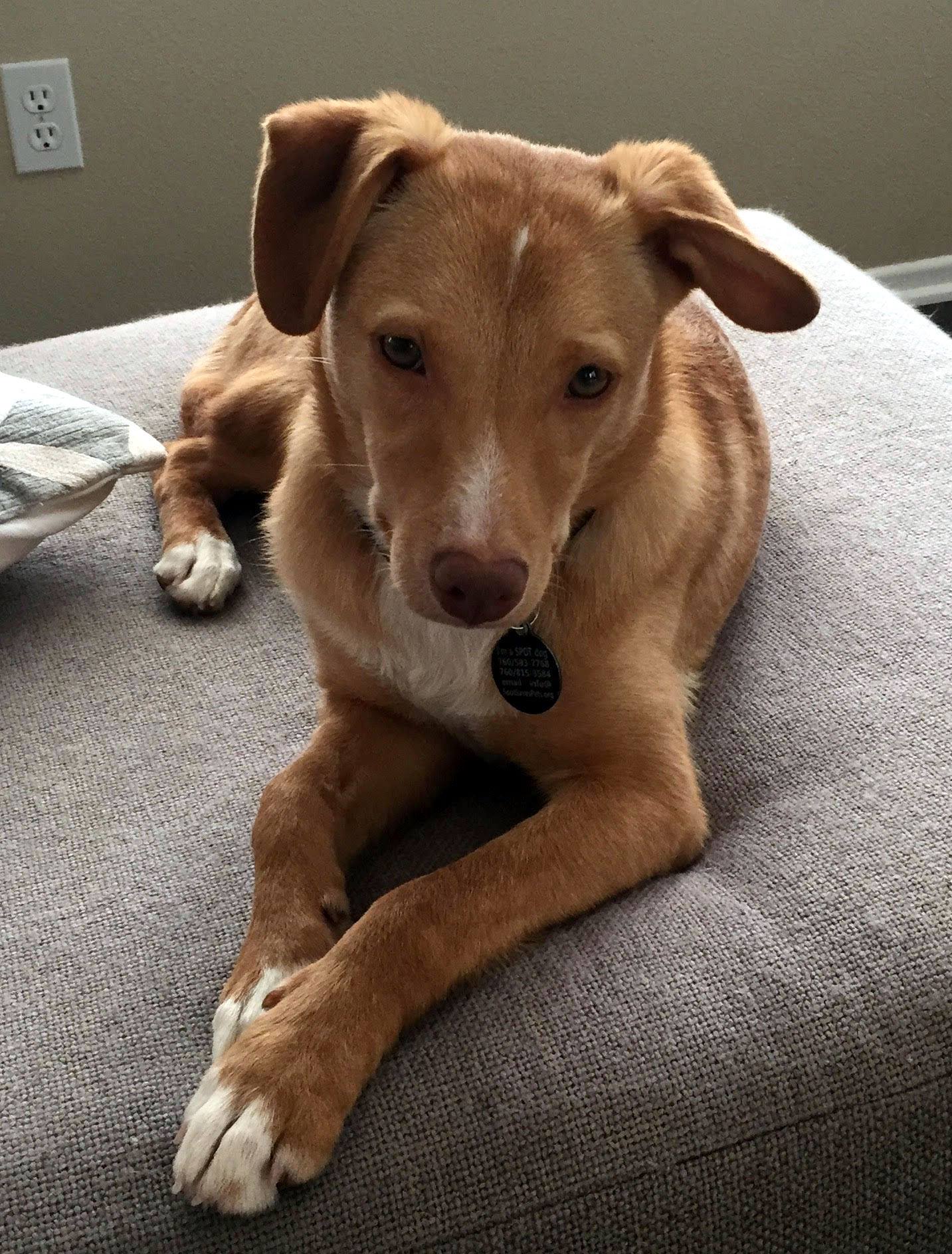 Available for Adoption! Tommy is 2.5 year old Lab/Golden Retriever