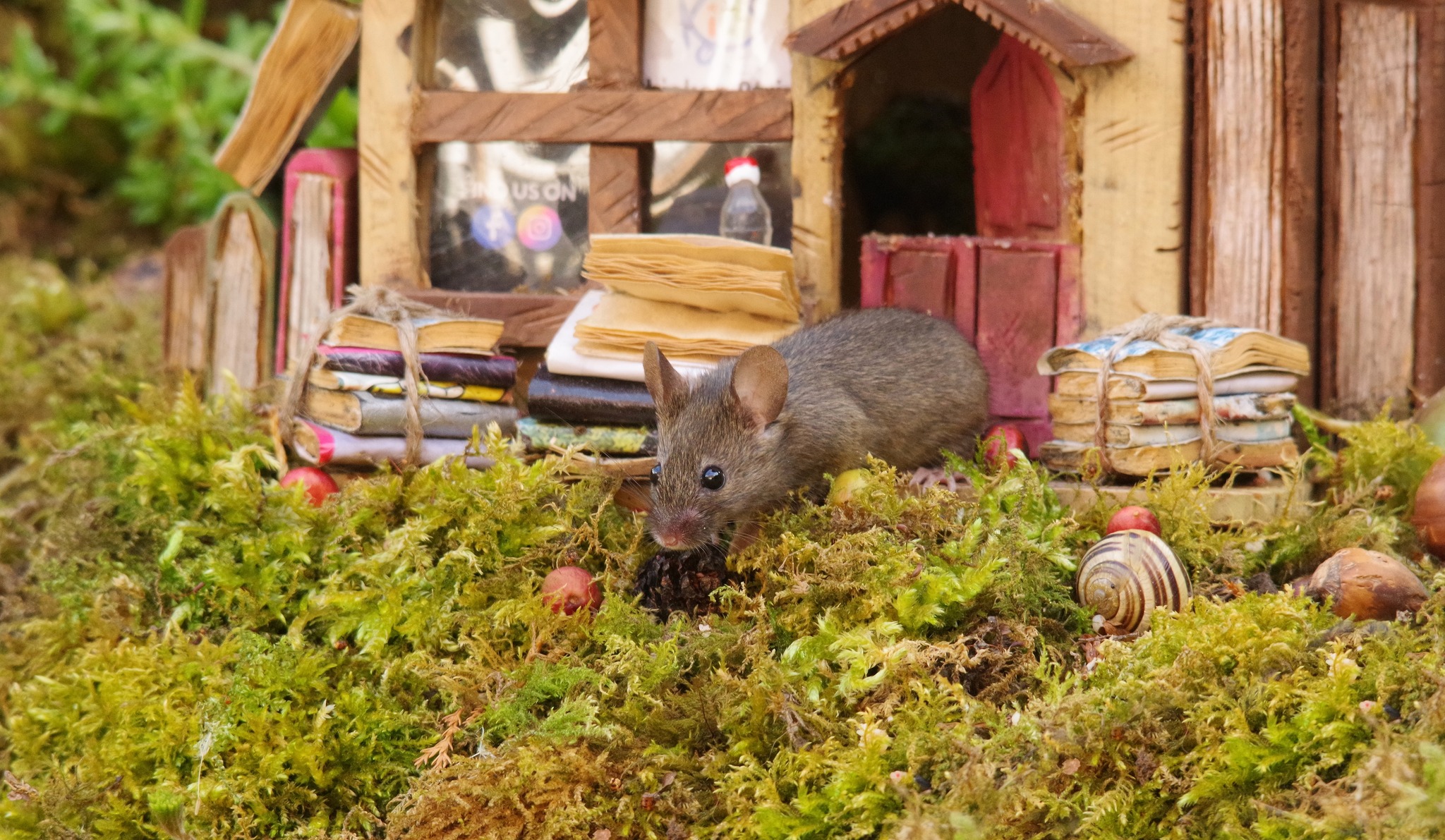 George the Mouse in... - George the Mouse in a log pile house