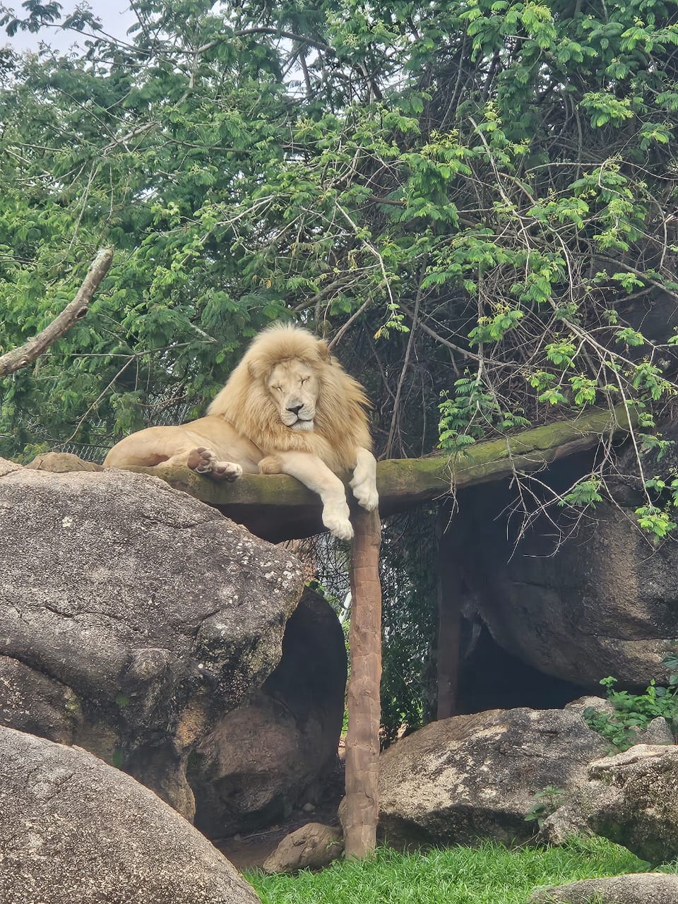Pumbaa - Meet Rafiki, Relaxed… majestic… and completely owning his ...