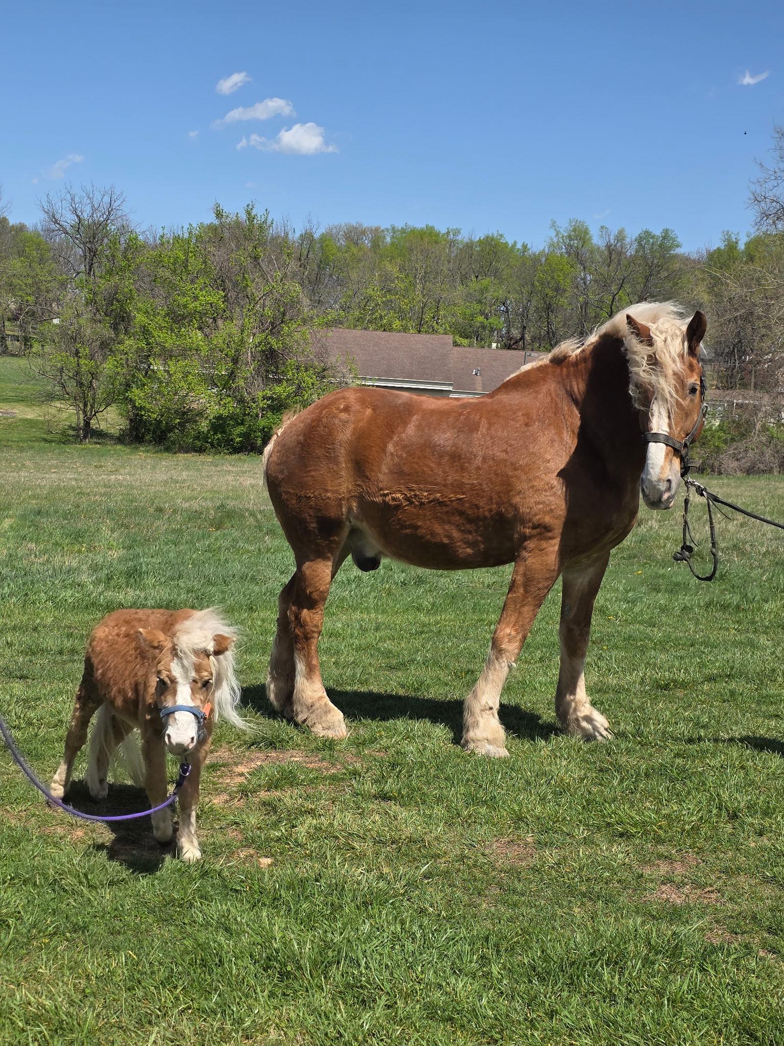 Millwood - Seeing double? You’re not alone! 🐴 This miniature horse and ...