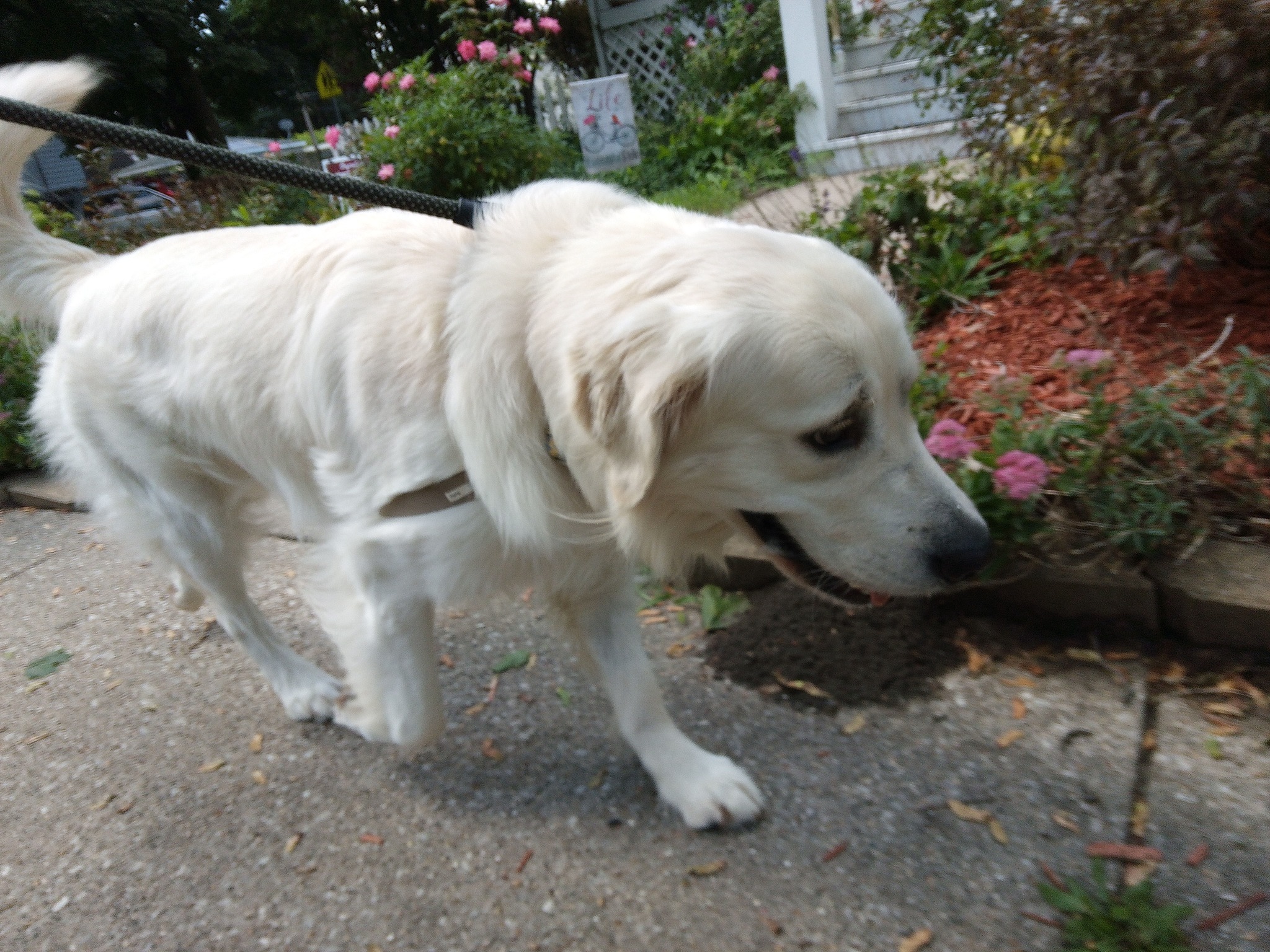 MOVE OVER ROVER Dog Walking Service