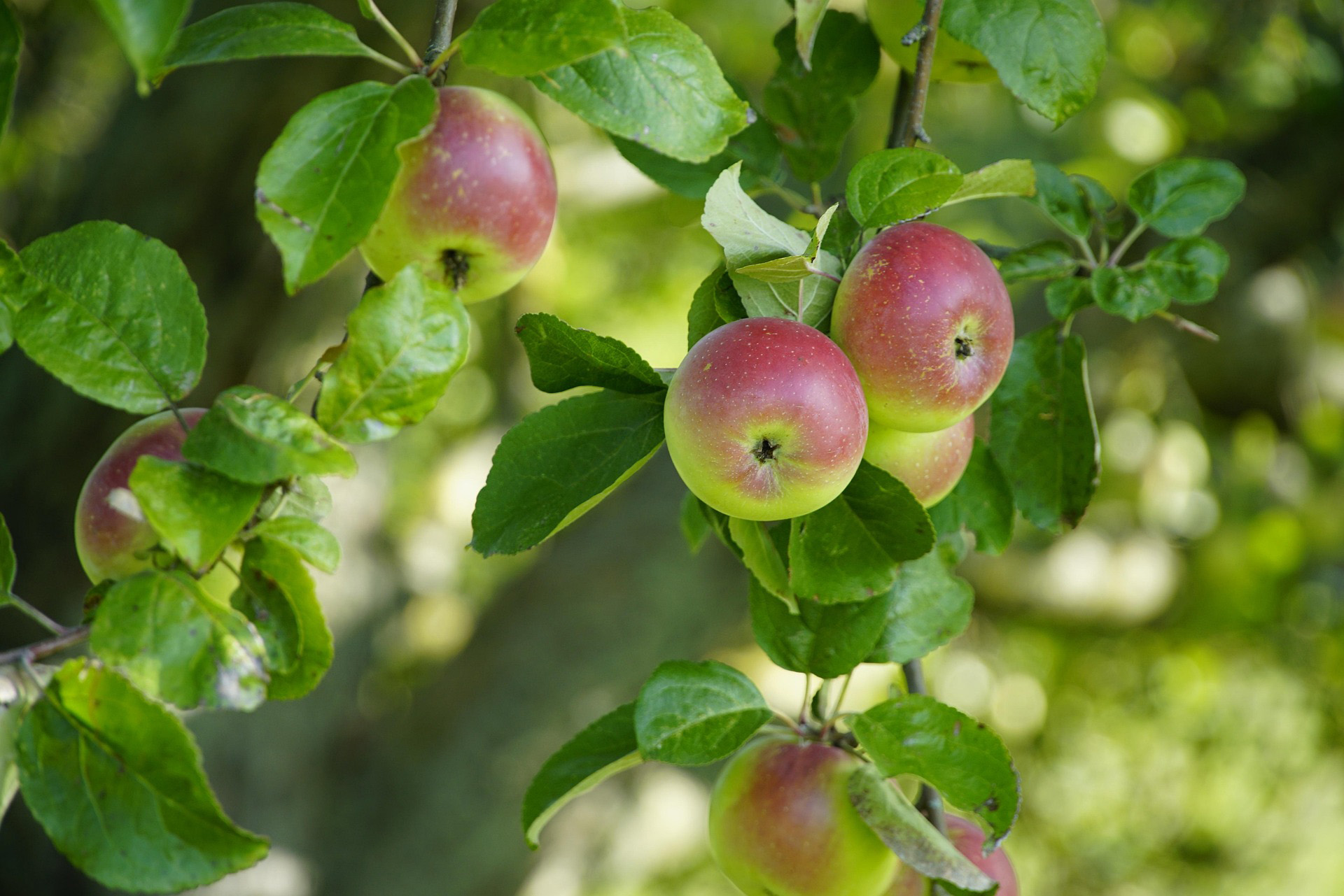 Gainan's - 🌸 Planning to Grow Fruit Trees? Don't Forget the Pollinators ...