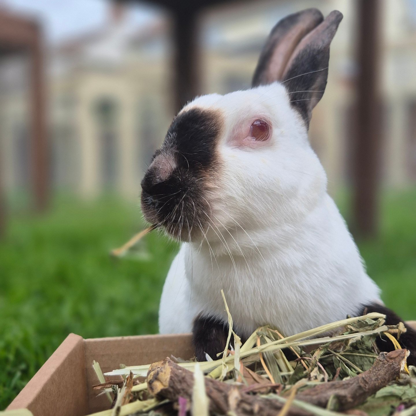 Hug - Fun fact Jimmy Zues JZ Model The Himalayan rabbit is a small ...