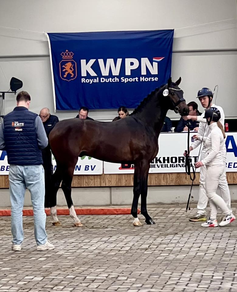 Top stallions at free presentation yesterday: 40 - Dream Boy / Sir