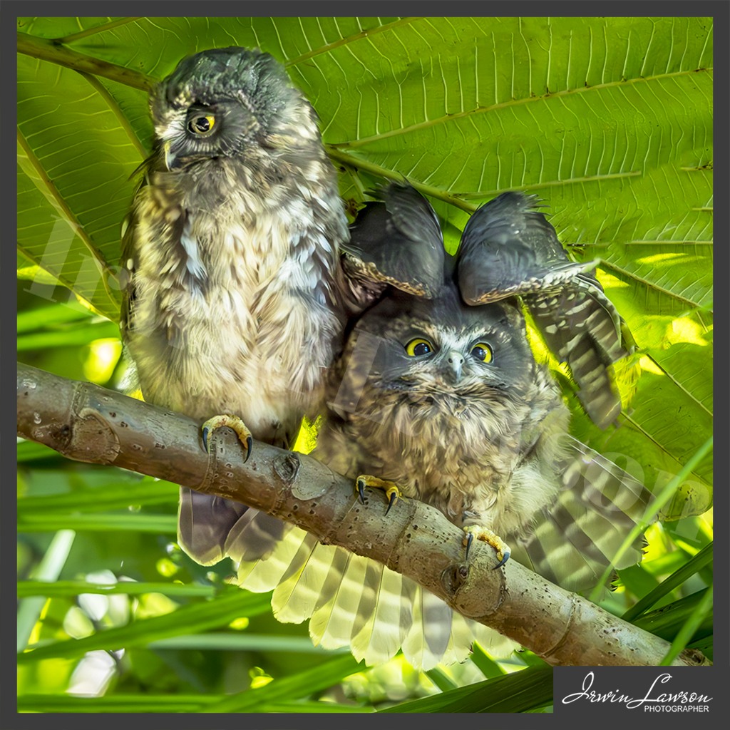 Irwin Lawson Photographer - Two of our three Ruru fledglings roosting ...
