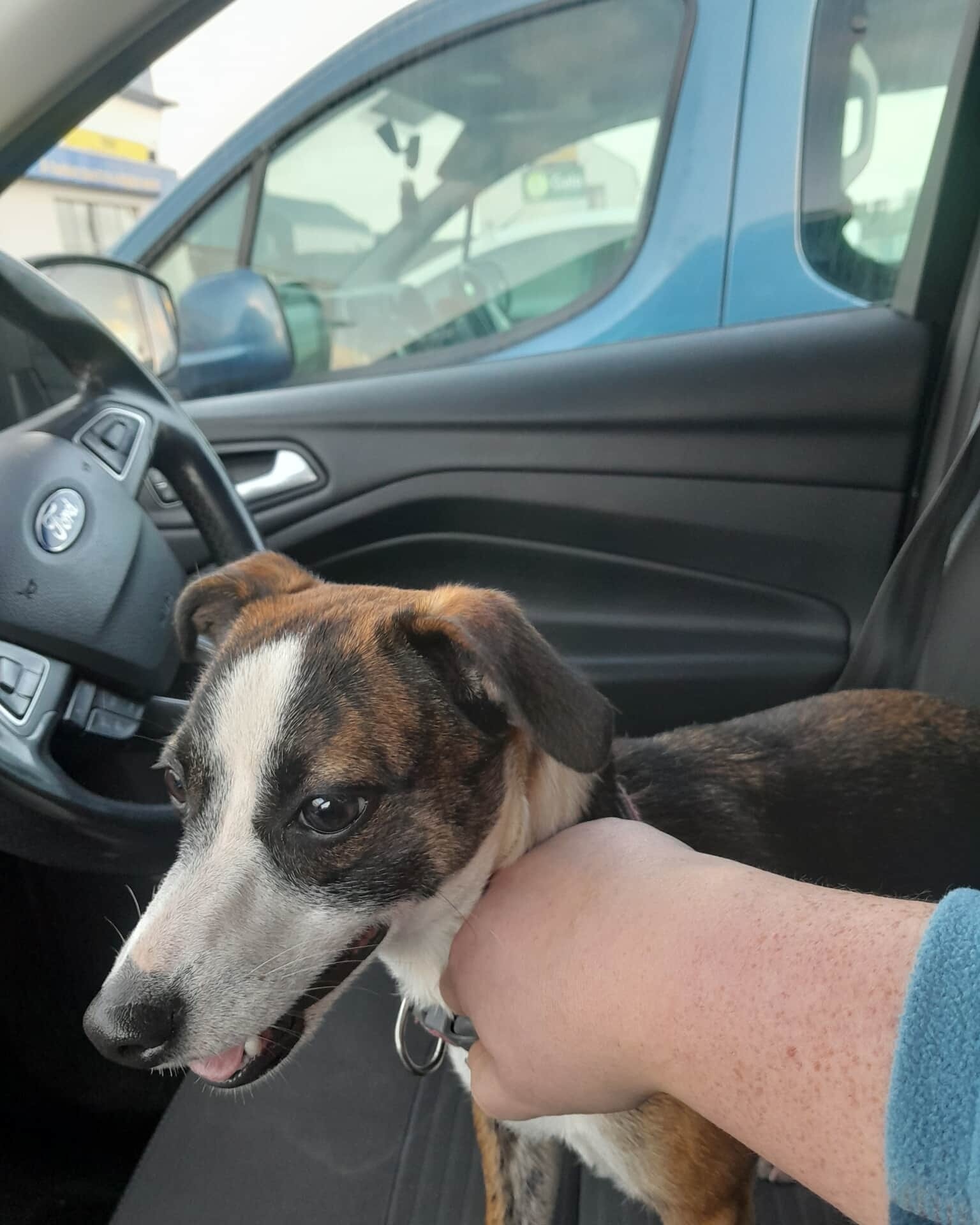 North - Female brown & white Jack Russell type dog found on Main Rd ...