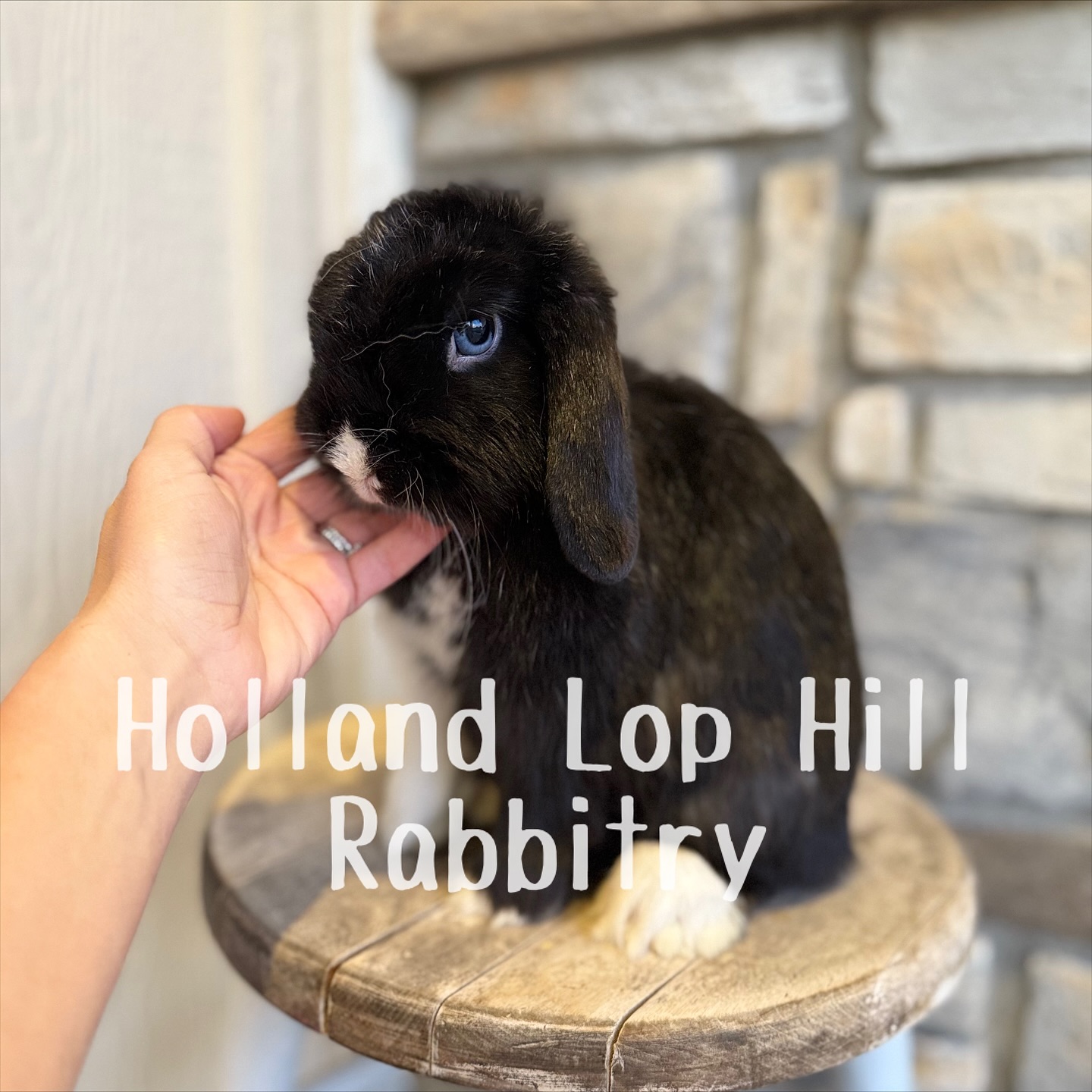 This is Mittens, the mom to... - Holland Lop Hill Rabbitry | Facebook