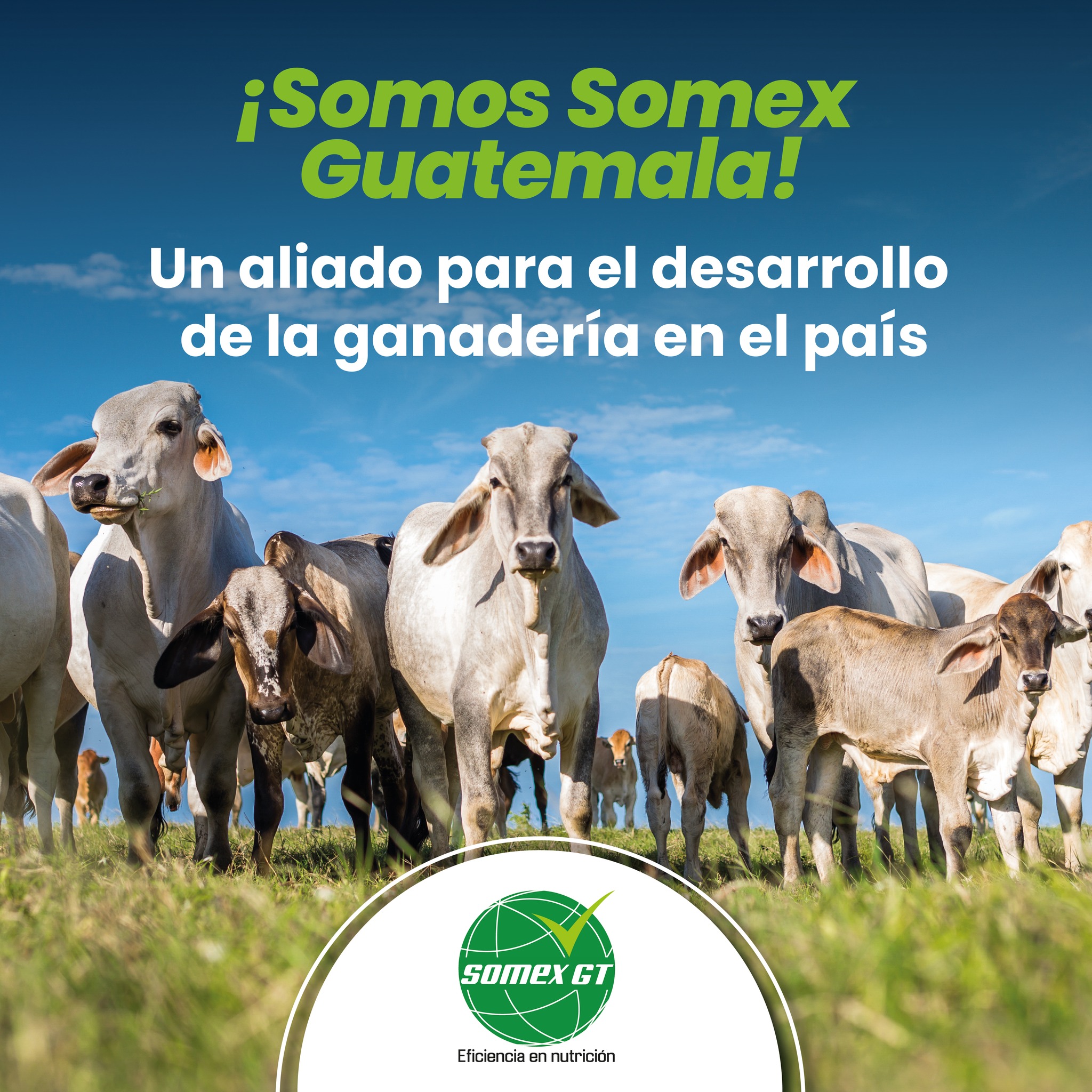 Somex Guatemala - Una marca con reconocimiento...
