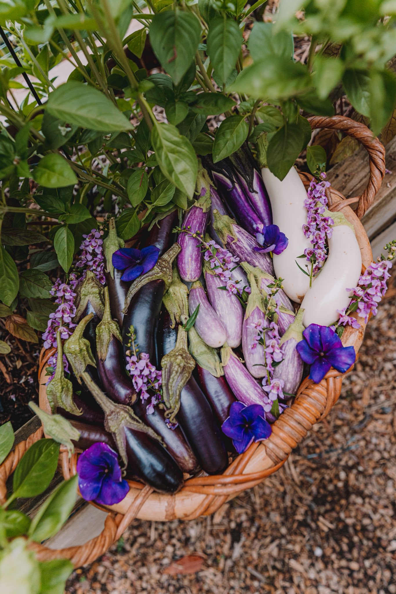 Humans Who Grow Food added a new photo. - Humans Who Grow Food