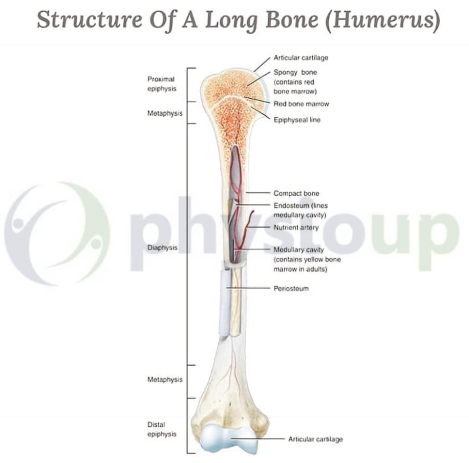Physio Up - Structure of a Long Bone (Humerus) | Facebook