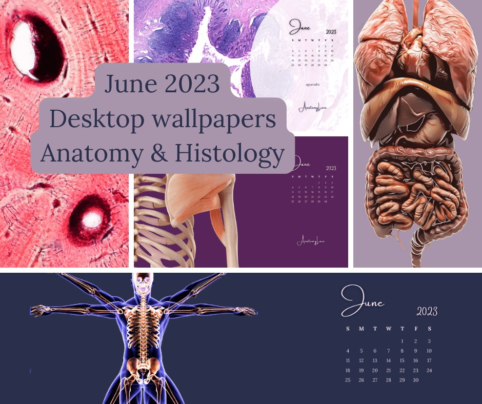 AnatomyLove - Take a peek at the June calendar of anatomy & histology ...