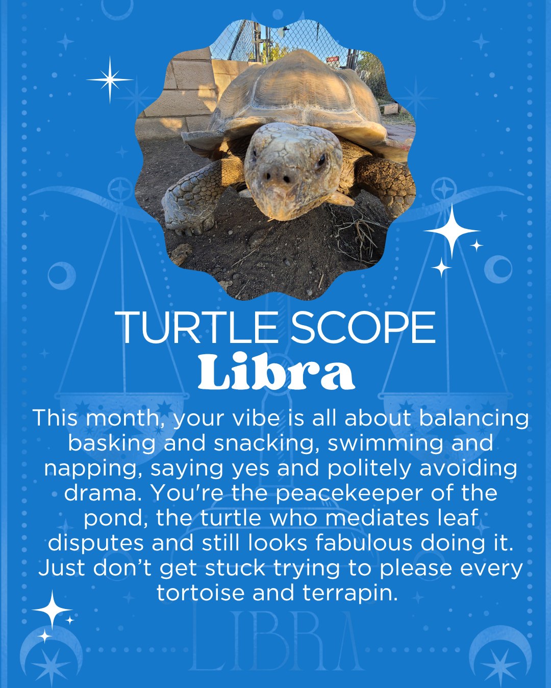 American Tortoise Rescue - This week’s turtle tip of the week; how to ...