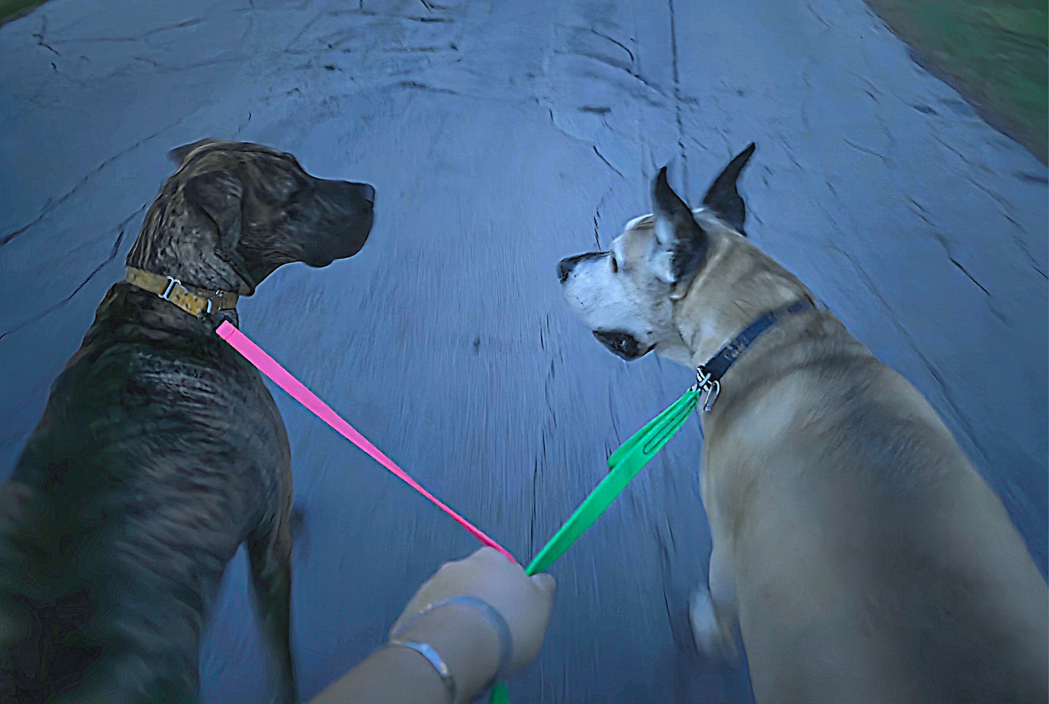 In The Ruff Great Danes