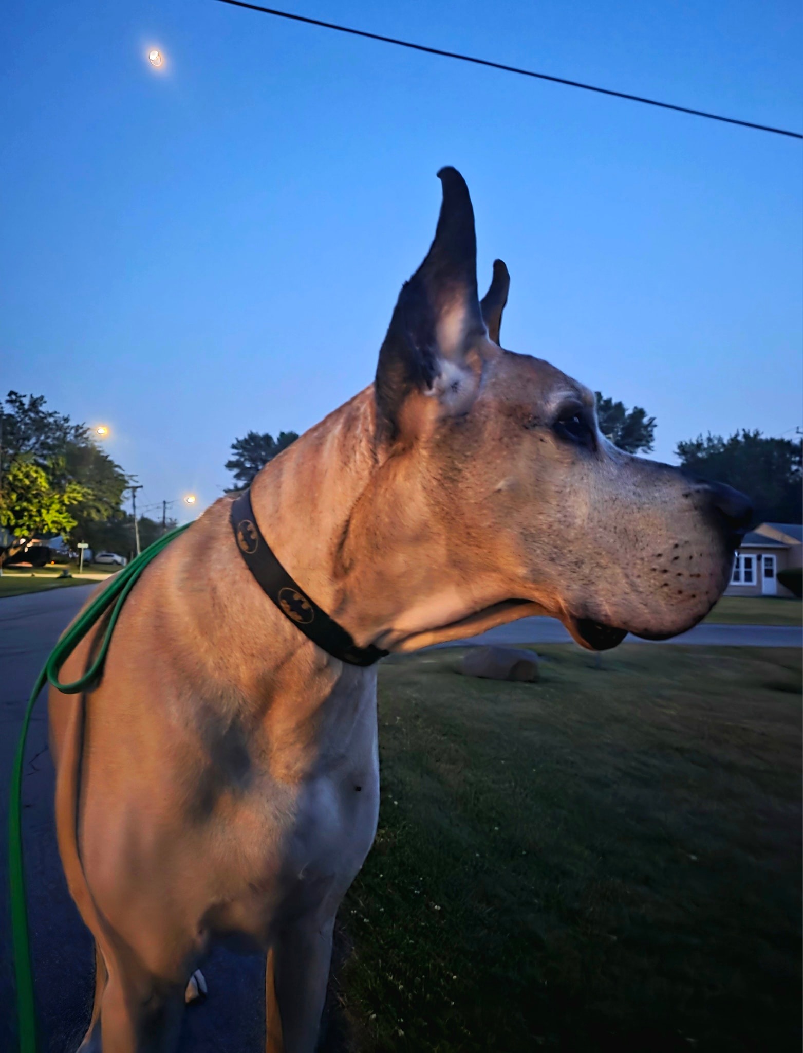 In The Ruff Great Danes