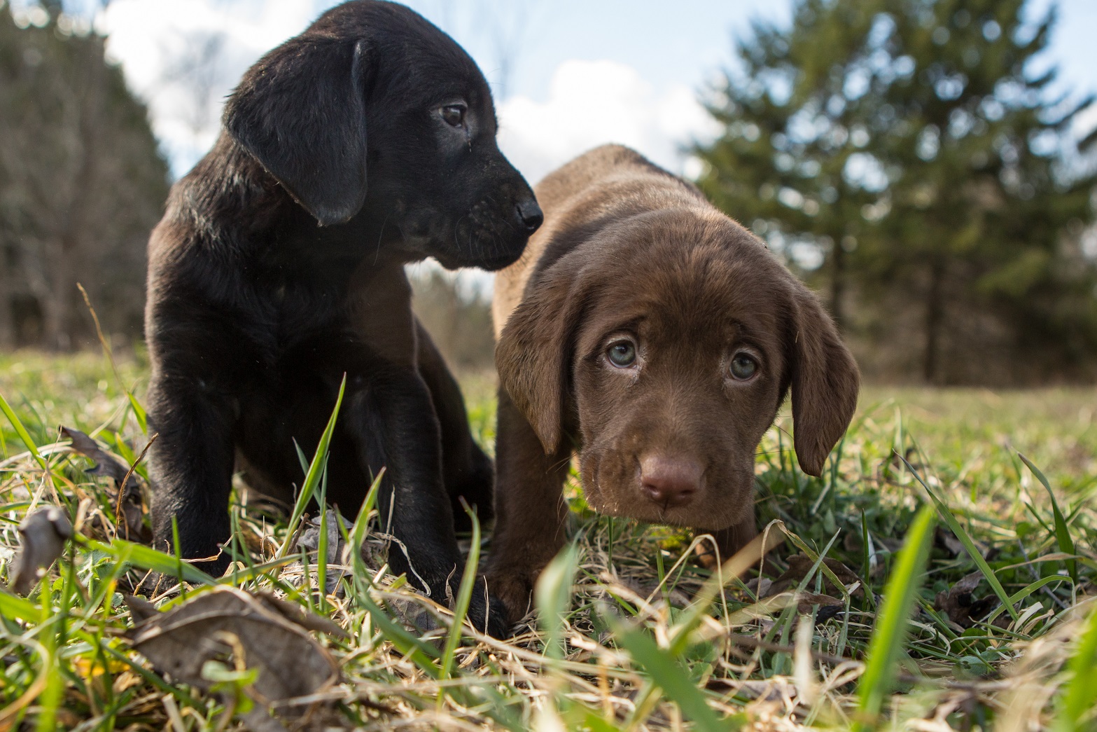 Soggy - HERE ARE THE UPCOMING LITTERS WITH AVAILABILITY: UPDATED ...