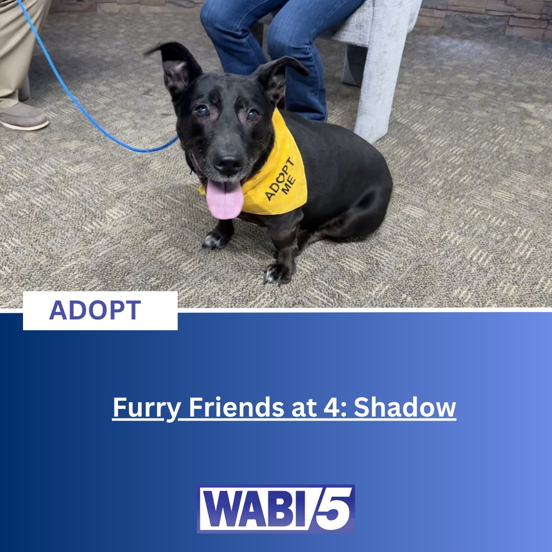 WABI TV5 - Shadow is a 10 year old male corgi and pit bull... | Facebook