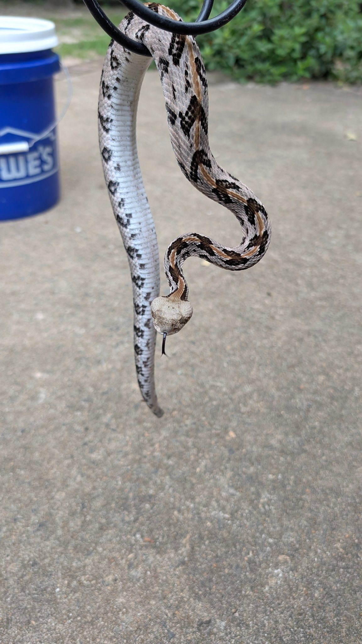 Curated visual reference: Houston Snake Breeder Reference: Houston Houston County Georgia Snake Removal Relocation