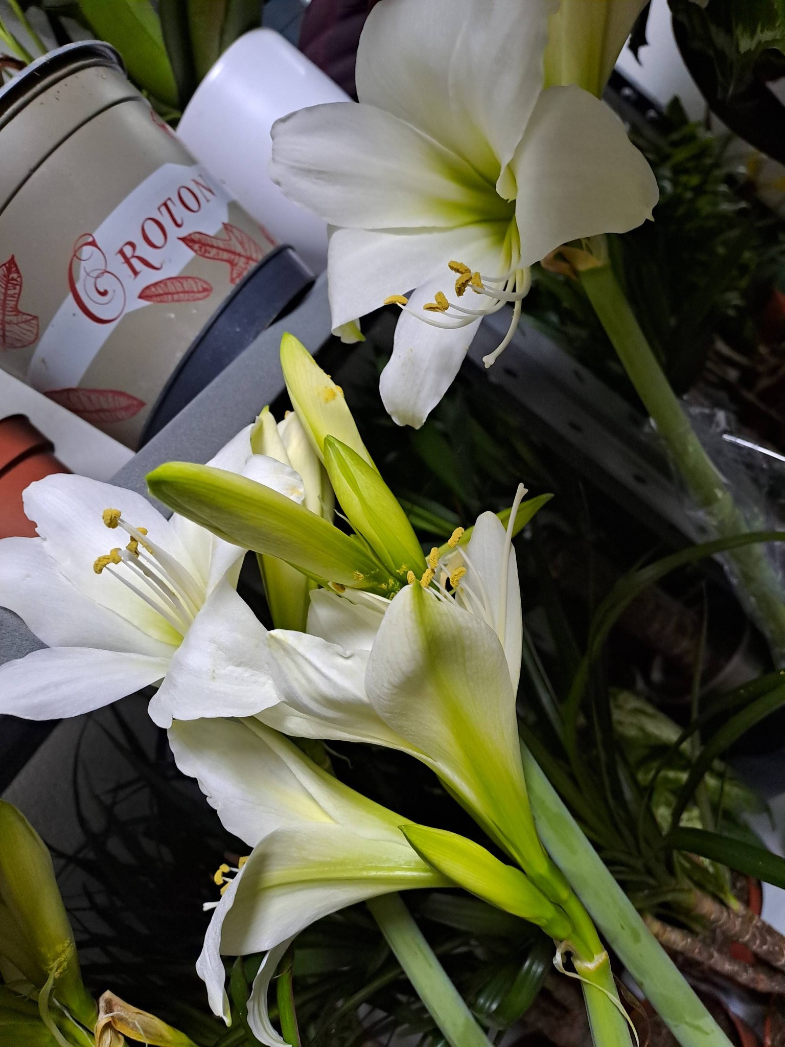 Cvekara Tiara Flower added a new photo. - Cvekara Tiara Flower