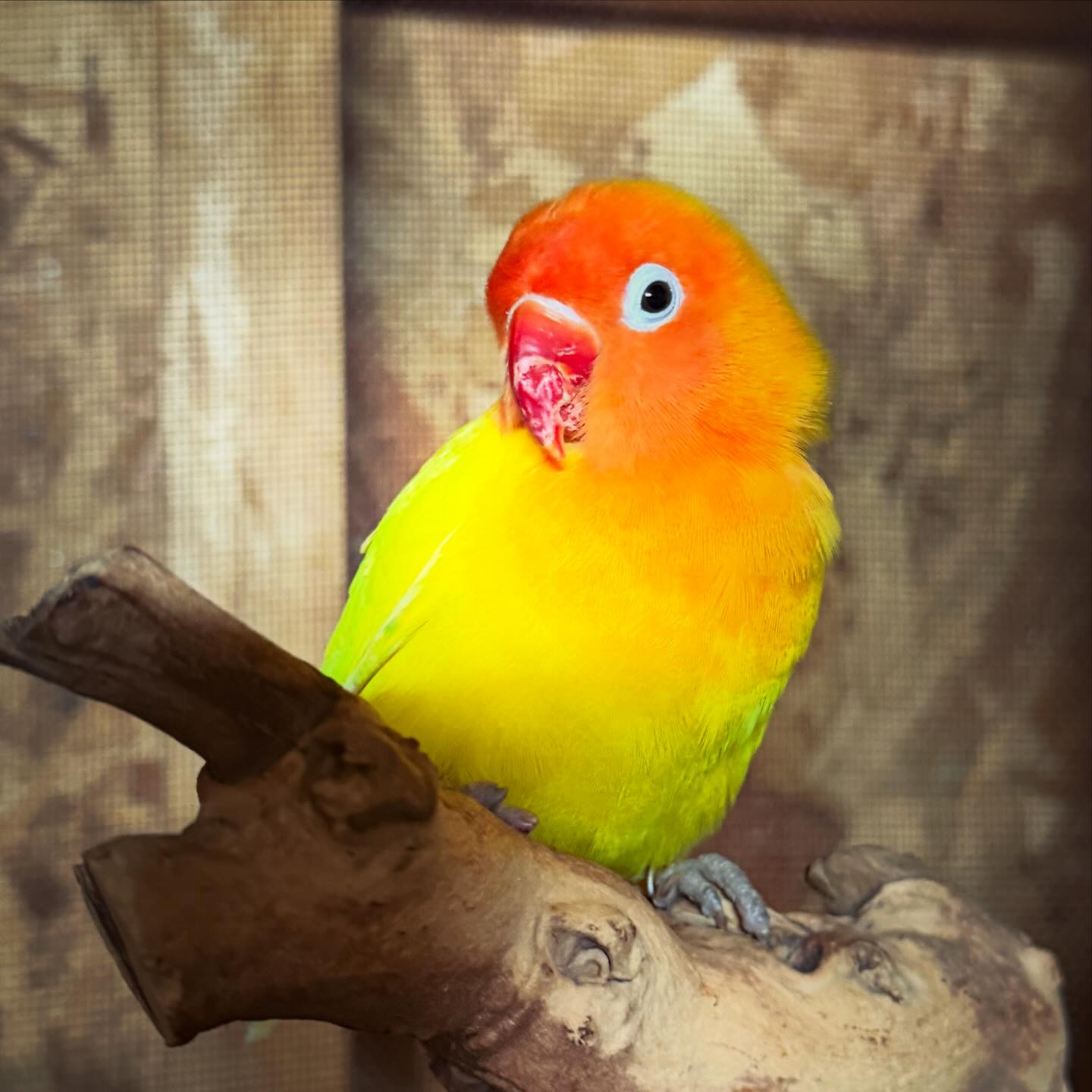 Do you know this lovebird? Kiwi, who probably has another name