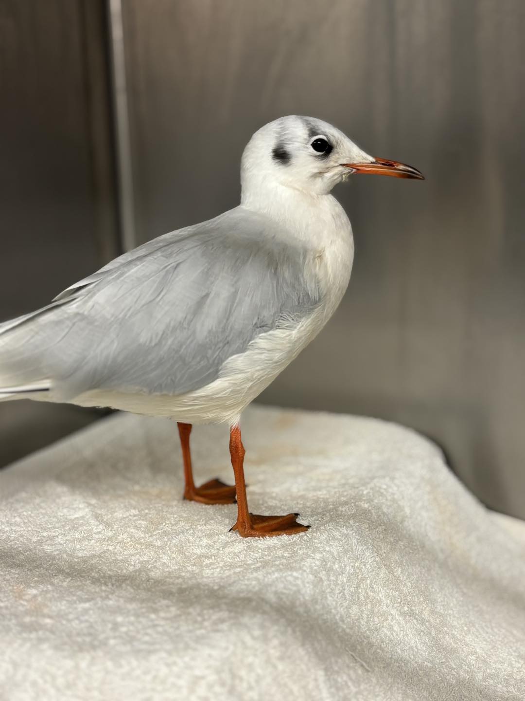 Leicestershire - This black-headed gull arrived for rehabilitation via ...