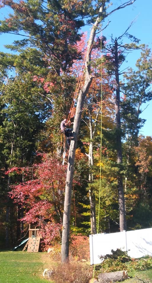 Madden Tree service | Hudson MA