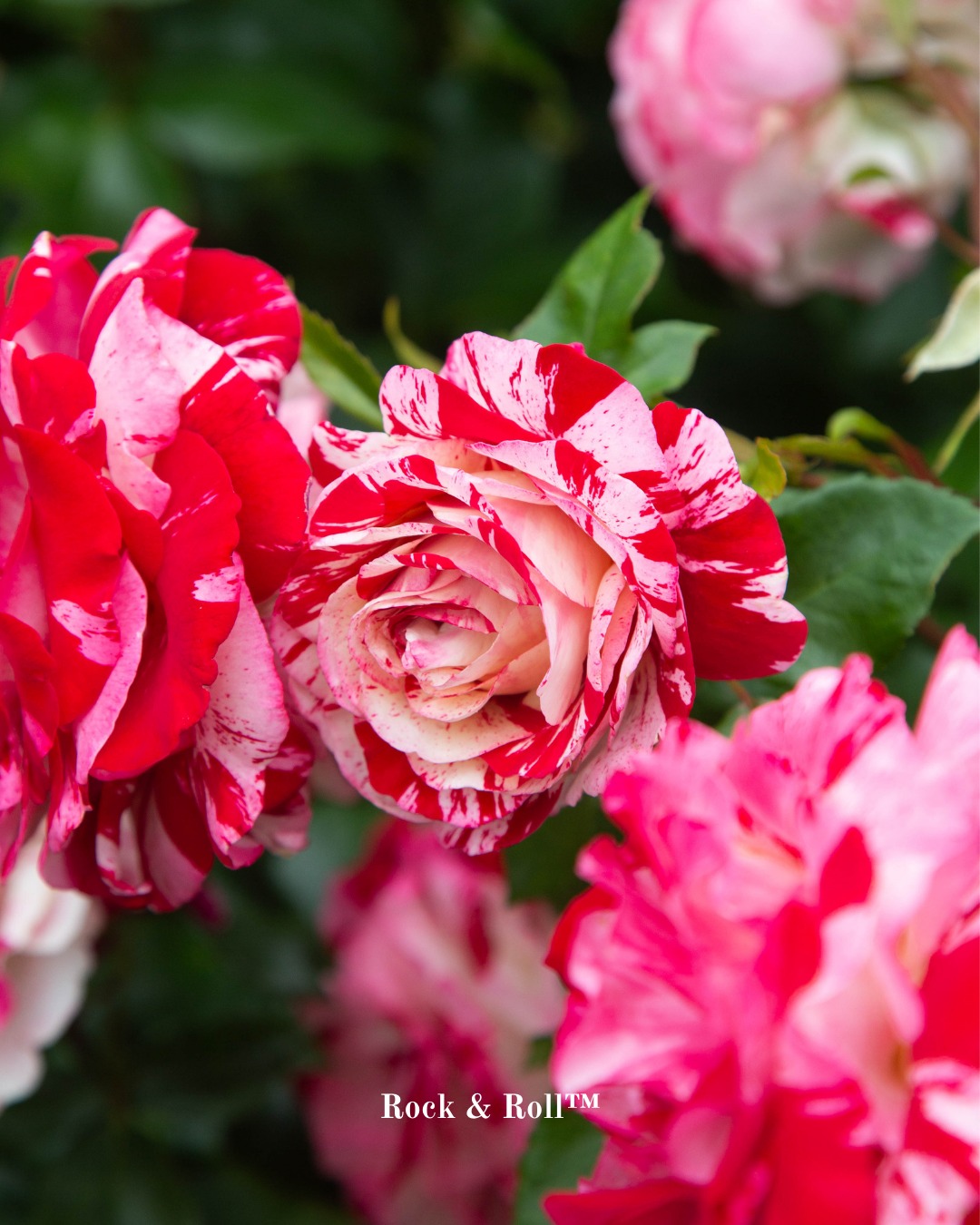 Heirloom Roses - Heirloom Roses added a new photo.
