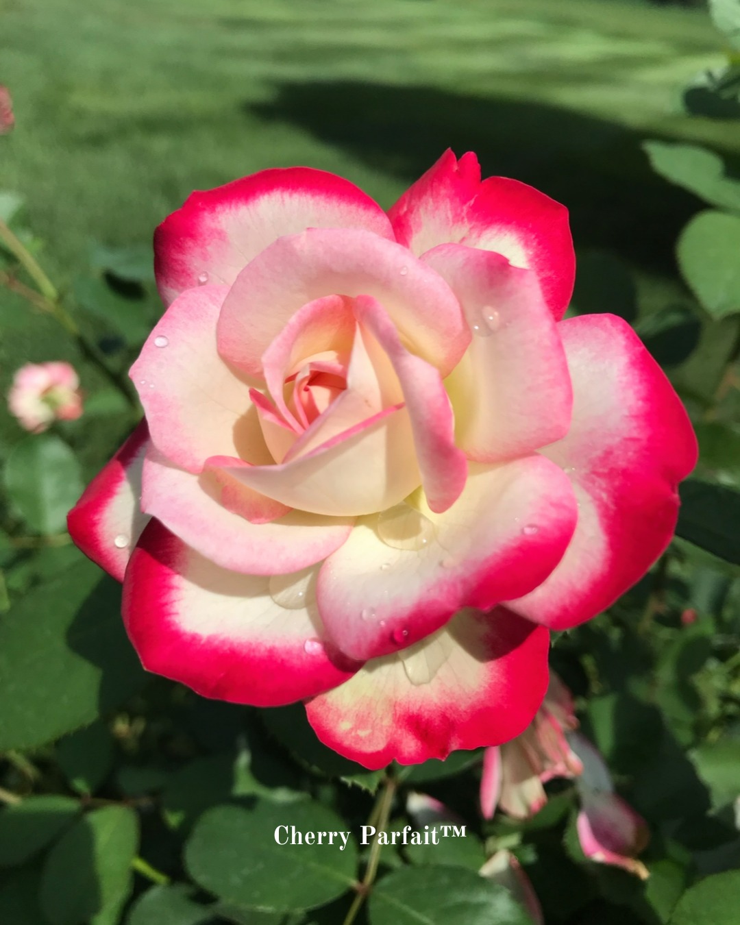 Heirloom Roses - Heirloom Roses added a new photo.
