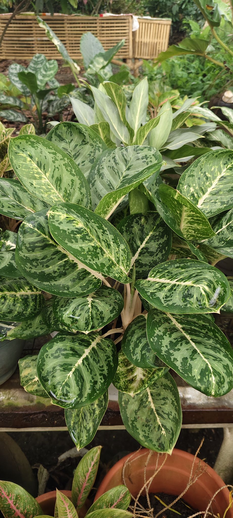 Growing strong, growing beautiful—Aglaonema Harley Quinn