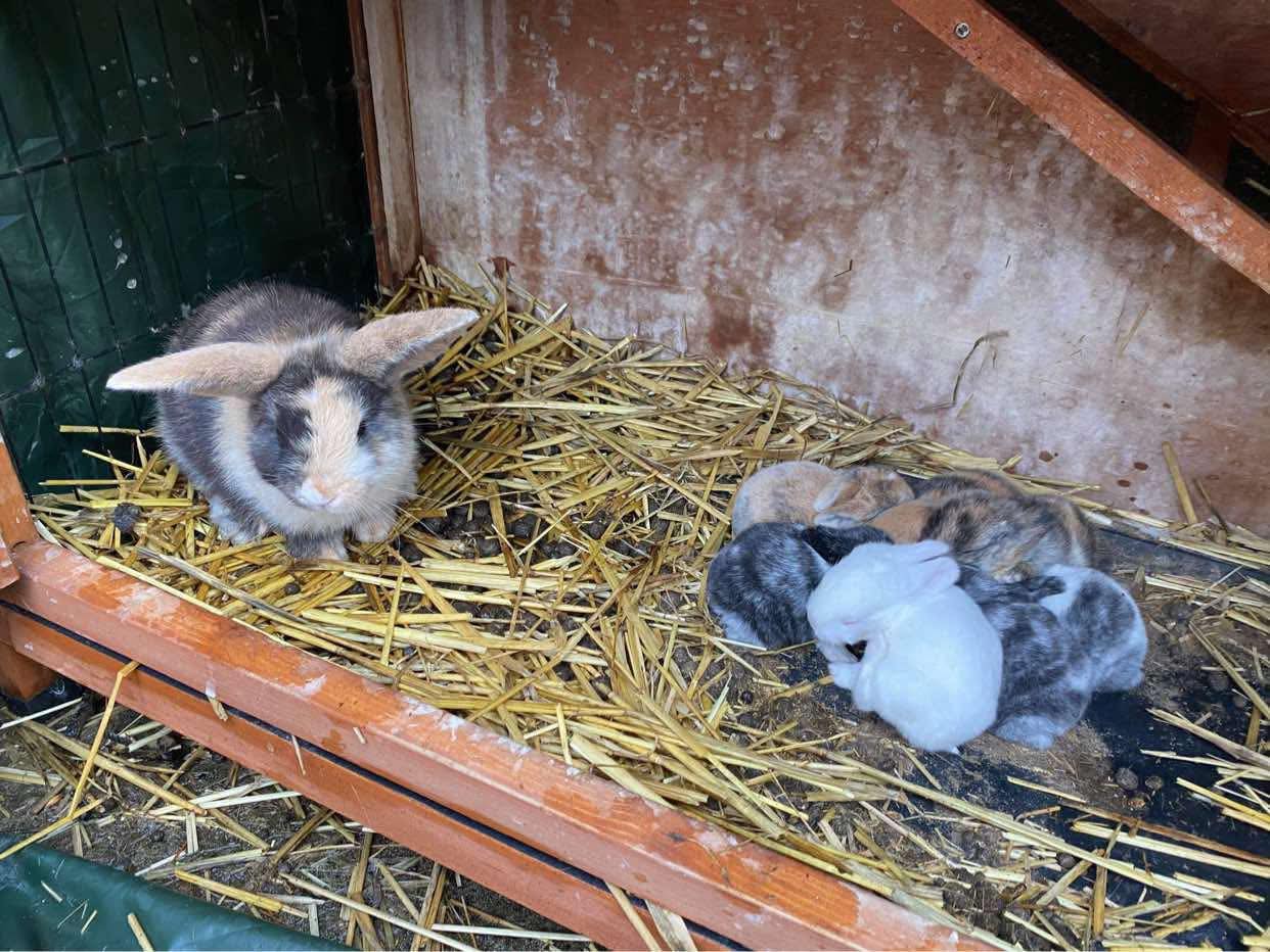 Bristol Rabbit Rescue... - Bristol Rabbit Rescue And Friends