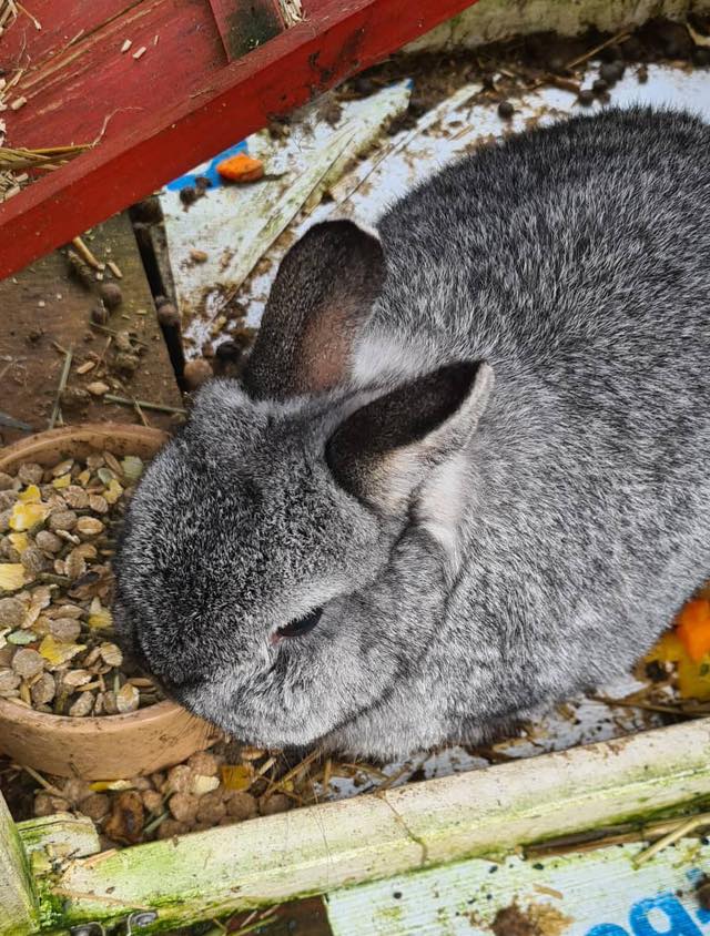 Bristol Rabbit Rescue... - Bristol Rabbit Rescue And Friends