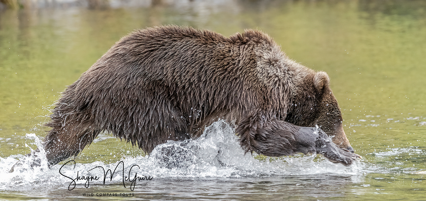 Wild Compass Photographic Adventure Tours