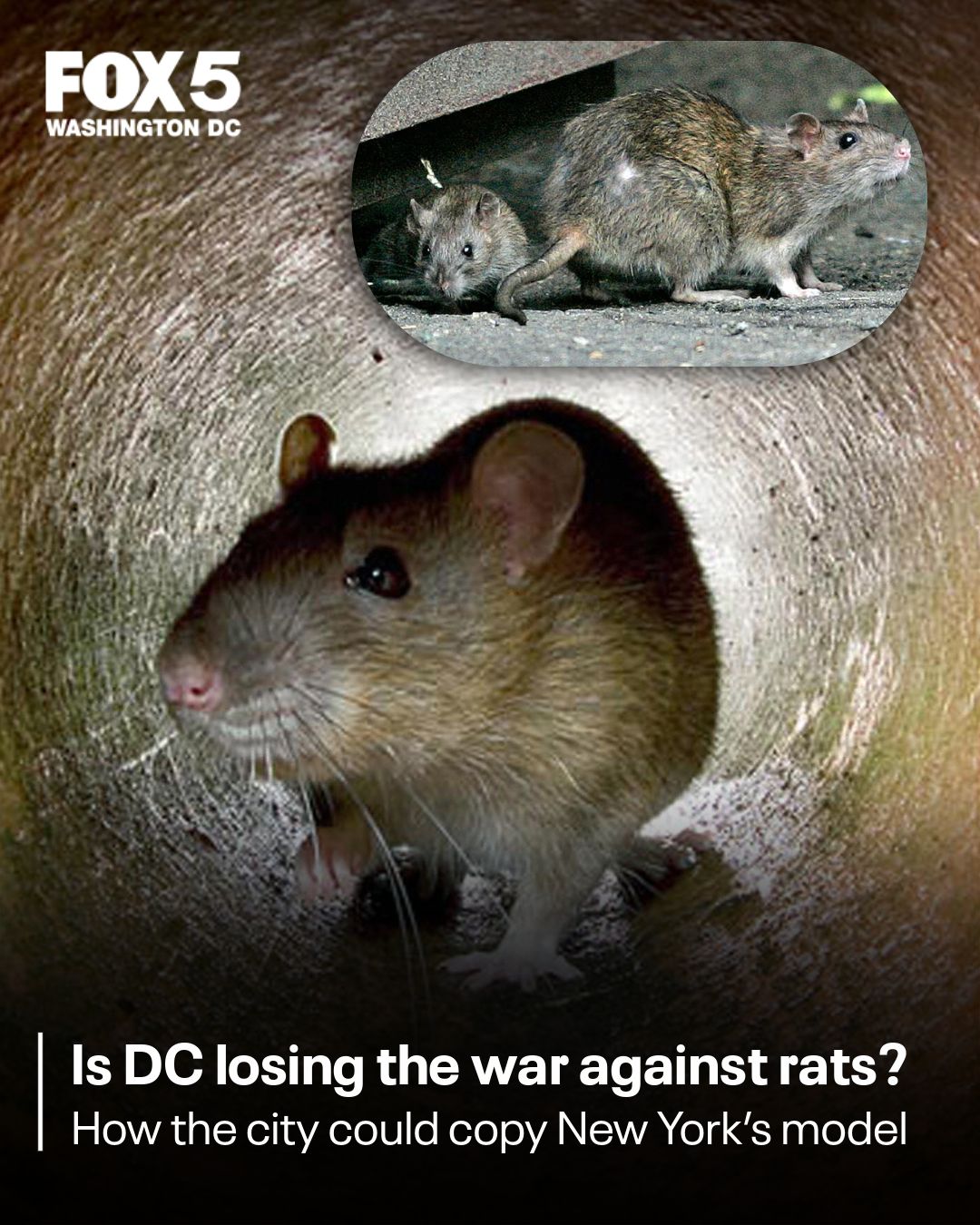 Fox - The war on rats in Washington D.C. is not going well. But if the ...