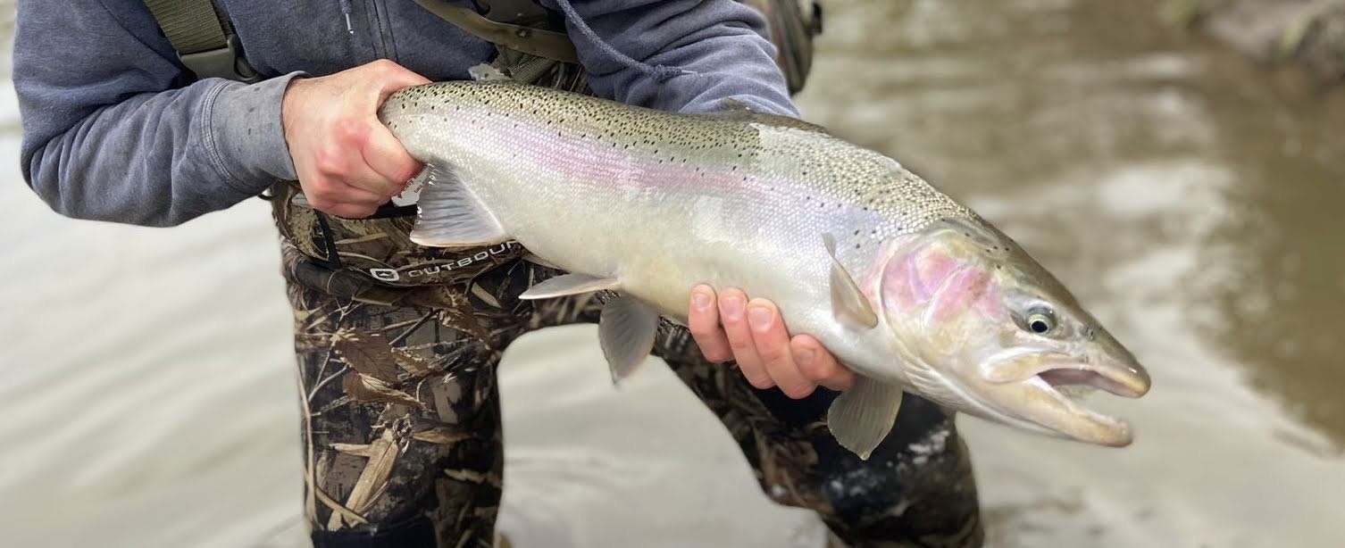 Stocked vs Wild fish - The... - Lake Simcoe Fishing and Area | Facebook