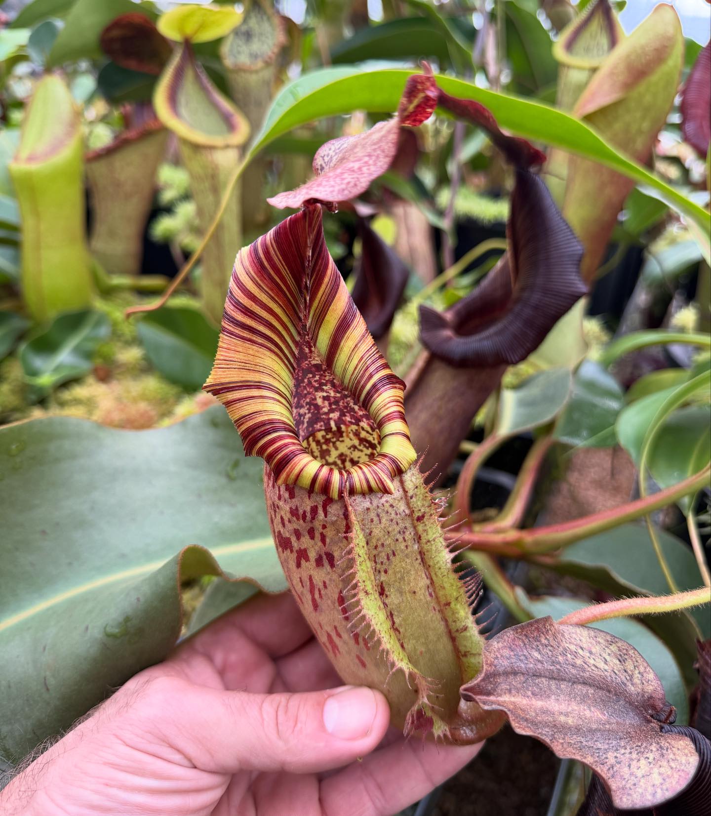 N. minima x veitchii 'Candy Dreams' RE-0073