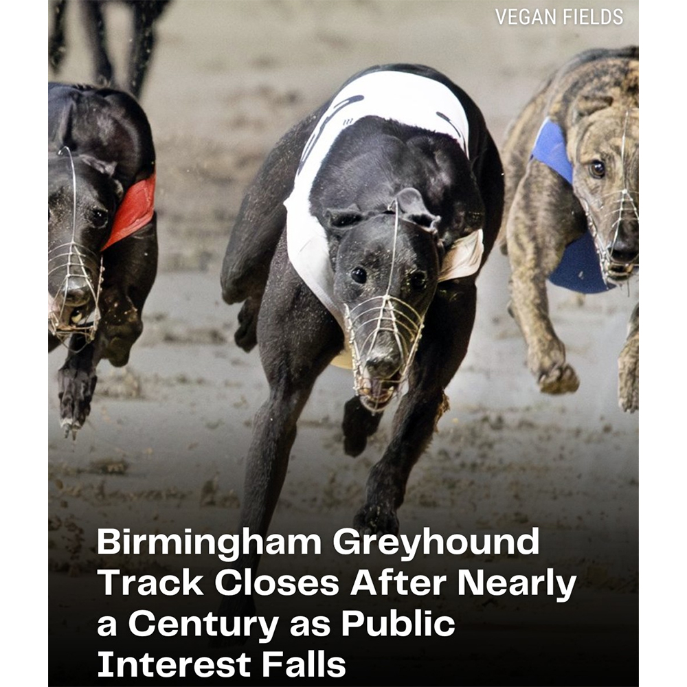 Animal - Birmingham Greyhound Track Closes After Nearly a Century https ...